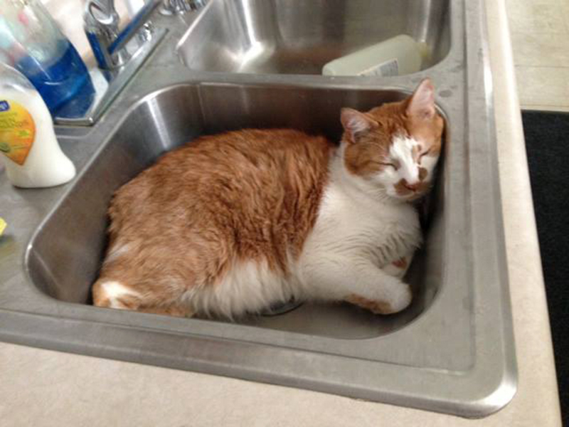 AND here he is testing out the other sink…wonder which one is more comfortable??